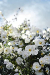 Blomstrende hvite roser
