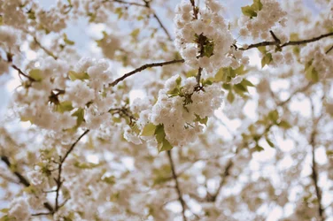 Delikate vårblomster
