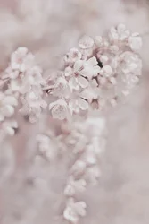 Drømmende rosa blomster