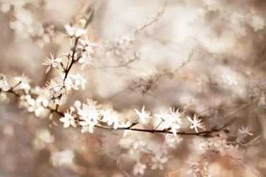 Drømmende hvite blomster