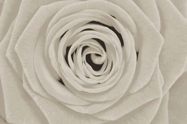 Elegant hvit rose