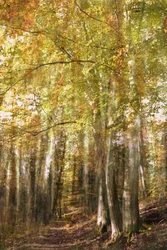 Stien gjennom den fortryllede skogen