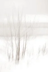 Et eterisk vinterskog