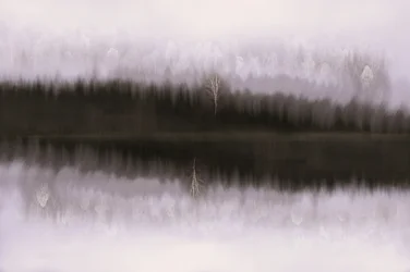 Tåkebelagt bjørk i speilet