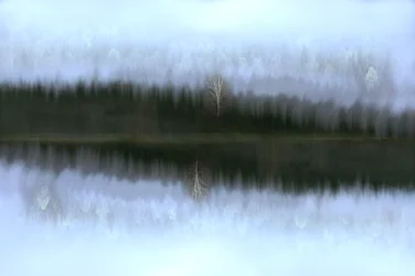 Tåkebelagt bjørk i speilet