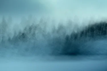 Den tåkete blå skogen