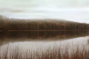 Refleksjoner fra den tåkete skogen