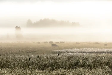 Kyr i tåkete morgen