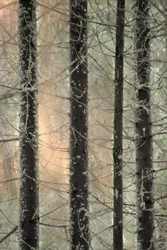 Tåkete vinterskog