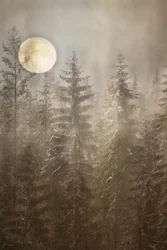 Vinterskog i måneskinn