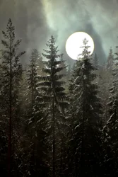 Vinterskog i måneskinn