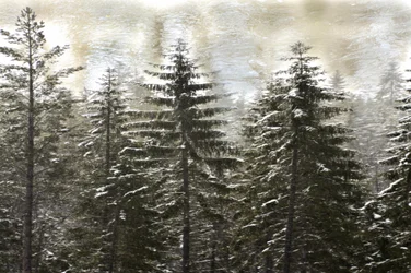 Snødekt vinterskog
