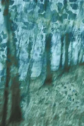 Myk blågrønn skog