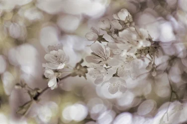 Myke vårblomster