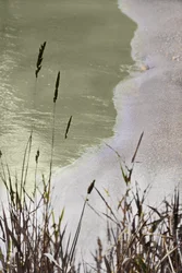 Rolig strandgress