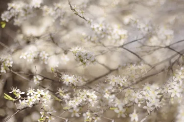 Hvite vårblomster