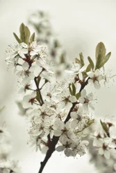 Hvite vårblomster
