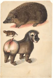 Et pinnsvin, en bever og en hannbavian