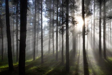 Solstråler i den tåkete skogen