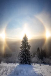 Snødekt tre med solglorie