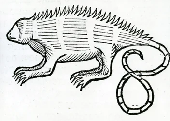 Iguana fra 