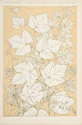 Blader fra naturen, 1868 (chromolitho)