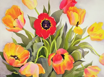 Oransje og røde tulipaner (wc)