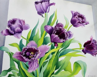 Lilla frynse tulipaner (akvarell på papir)