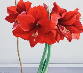 Rød amaryllis (akvarell på papir)