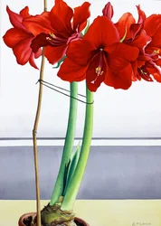 Rød Amaryllis 2 (akvarell på papir)