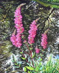 Wild Loosestrife (akvarell på papir)