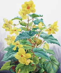 Gul Begonia 2