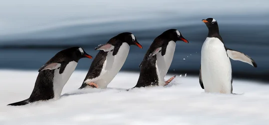 Gentoo-pingvin i bevegelse