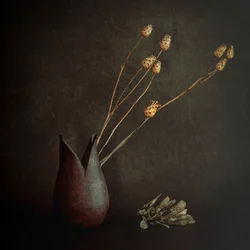 Mørke rustikke planter