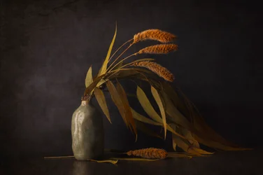 Stilleben med tørkede planter