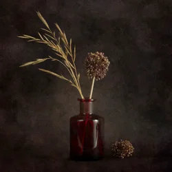 Stemningsfulle tørkede planter