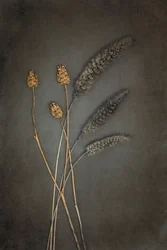 Rustikke tørkede planter