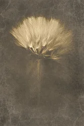 Myk løvetanndrøm
