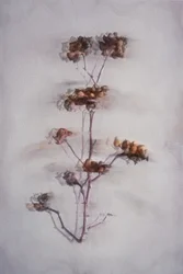 Myke tørkede planter