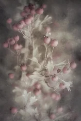Myk rosa hagtorn