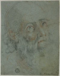 Leder for en skjegget mann, ser opp til høyre: Studie for Saint Catherine of Alexandria som diskuterer med de hedenske prestene