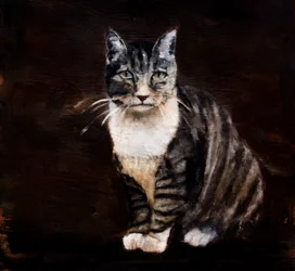 Elegant tabbykatt