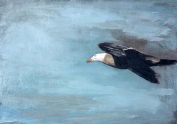 Albatrossen svever mot himmelen