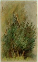 Tucheler Heide (skogstudie)