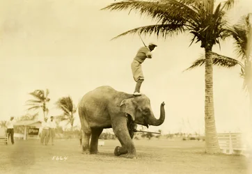 Golfspiller som står på elefanten Rosie, Miami Beach, 2. mai 1927