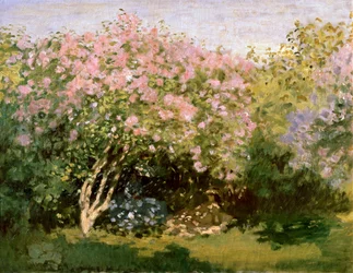 Syrin i solen, 1872-1873