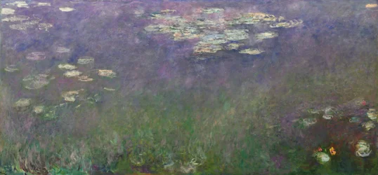 Vannliljer (Agapanthus)