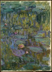 Vannliljer