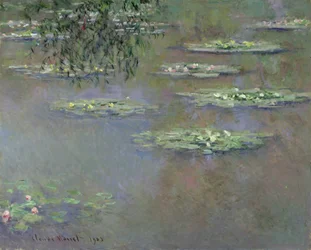 Vannliljer, 1903
