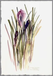 Krokus, 2003 (akvarell)